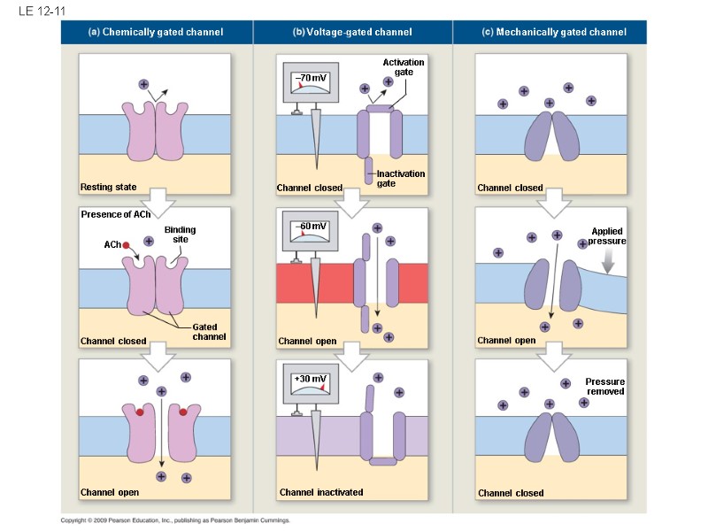 LE 12-11 Chemically gated channel Resting state ACh +30 mV Gated channel Activation gate